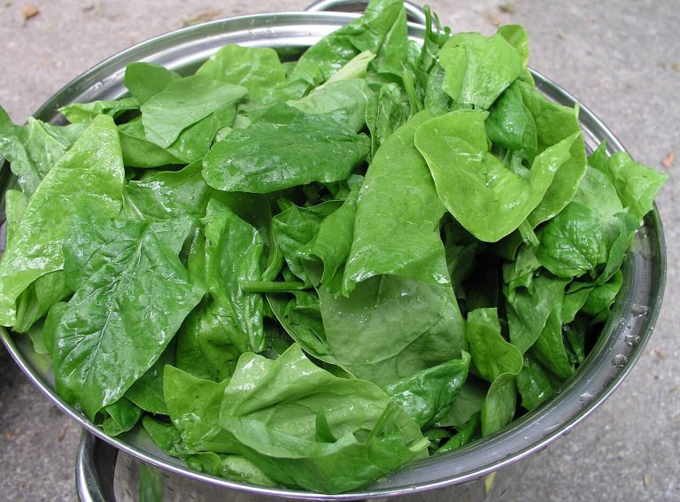 Fresh Spinach Wholesale