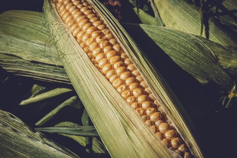 Fresh Sweet Corn Wholesale