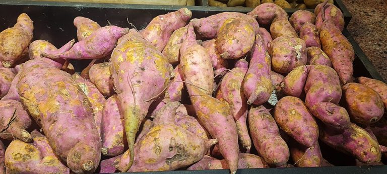 Fresh Sweet Potatoes Wholesale