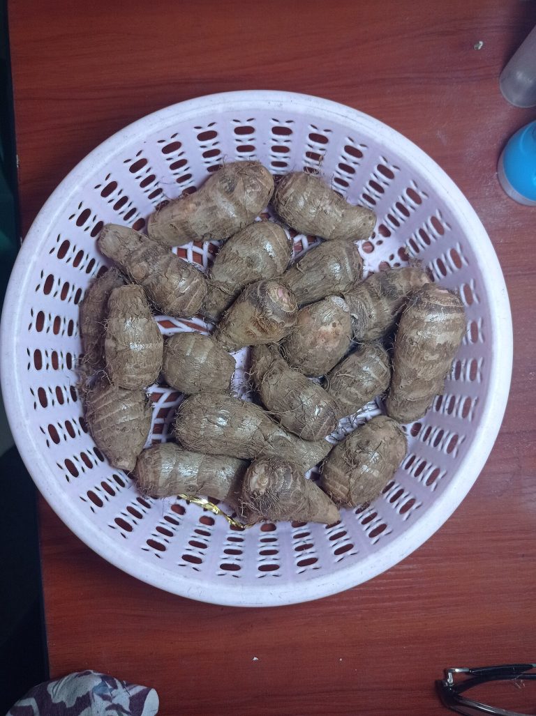Fresh Taro Root Wholesale