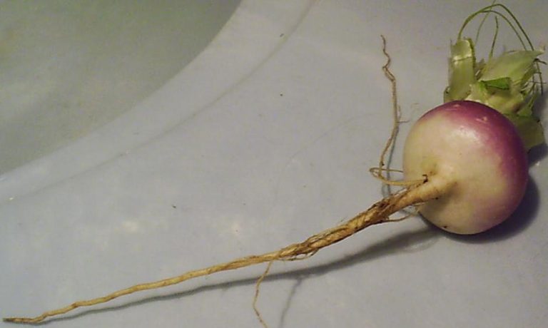 Fresh Turnips Wholesale