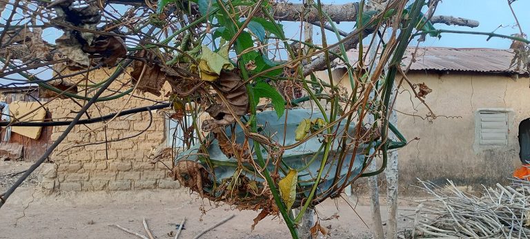 Fresh Ugu Fluted Pumpkin Leaves Wholesale