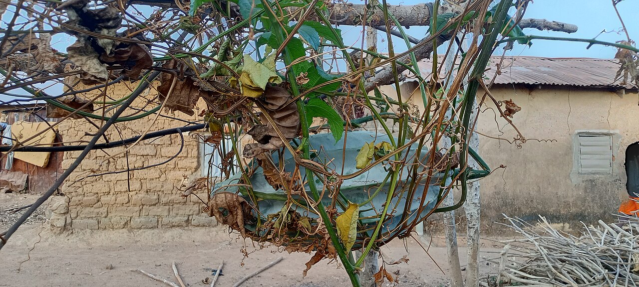 Fresh Ugu Fluted Pumpkin Leaves Wholesale pack for wholesale and international export