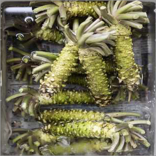 Fresh Wasabi Root Rhizomes Wholesale