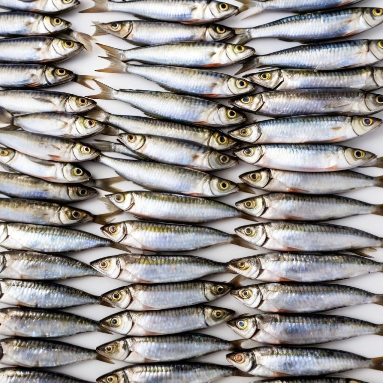 Fresh Whole Sardines Wholesale