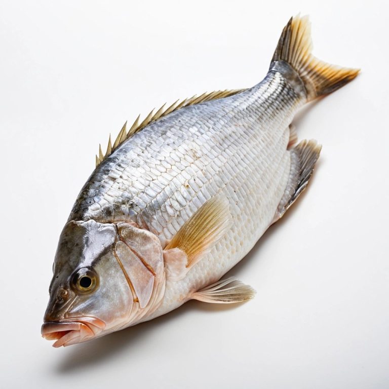 Fresh Whole Tilapia Wholesale