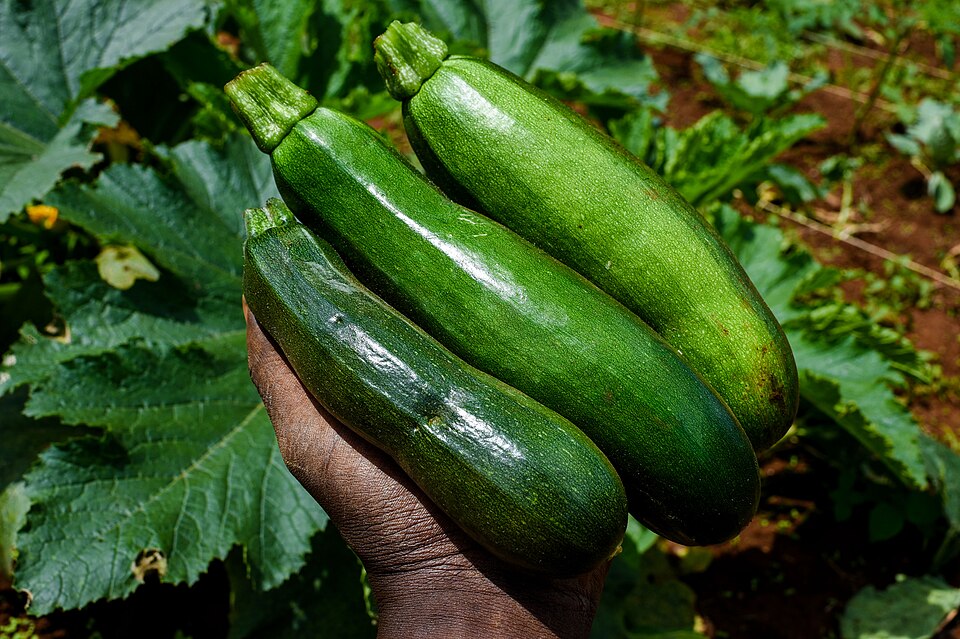 Fresh Zucchini