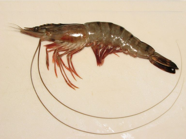 Frozen Black Tiger Shrimp Wholesale