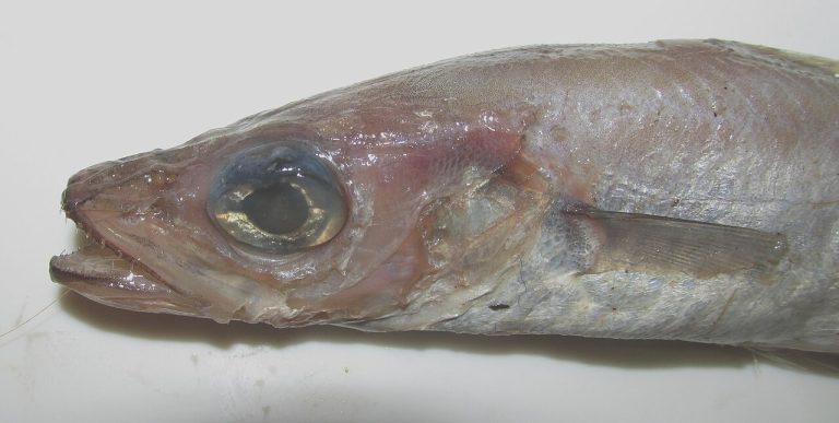 Frozen Blue Whiting Whole Round Wholesale