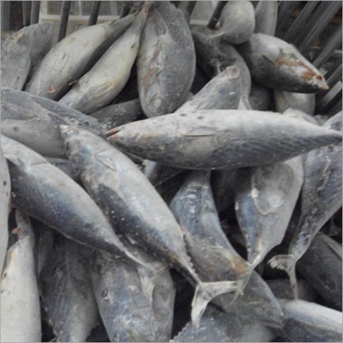 Frozen Bonito Tuna Whole Round Wholesale