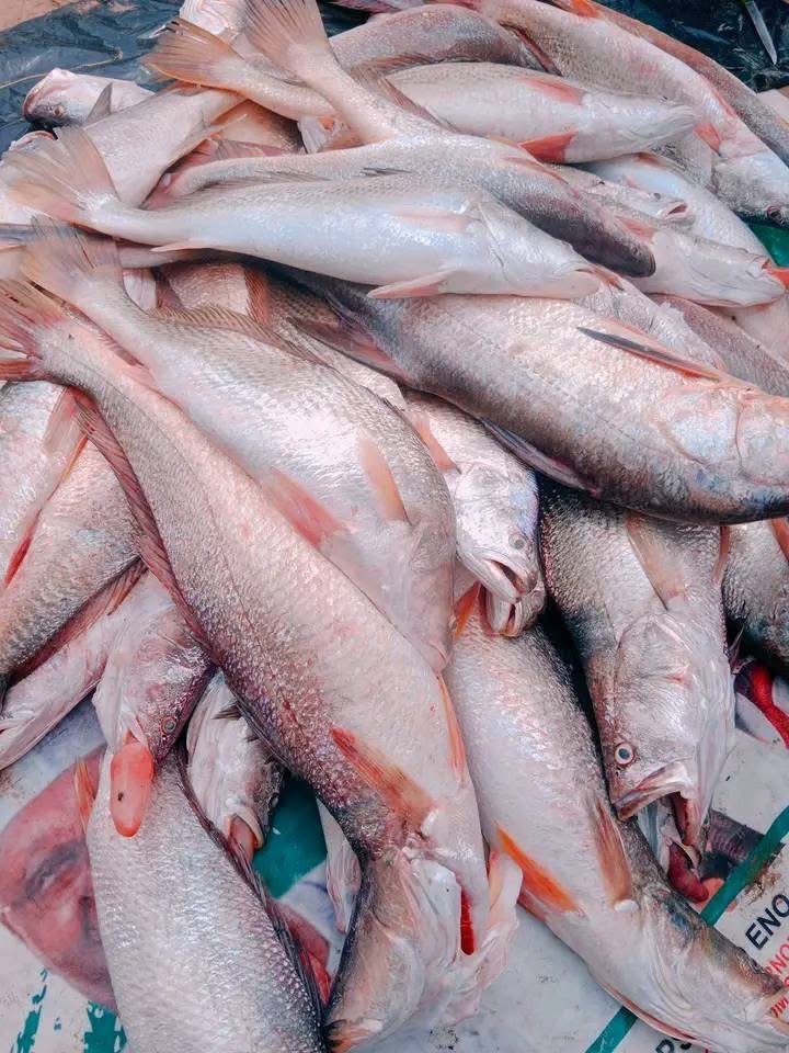 Frozen Croaker Fish Whole Round Wholesale