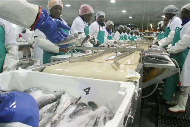 Frozen Hake Fillets Wholesale