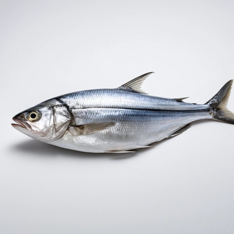 Frozen Horse Mackerel Trachurus Whole Round Wholesale