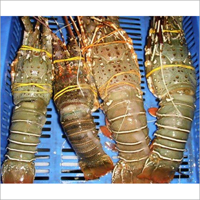 Frozen Lobster Wholesale