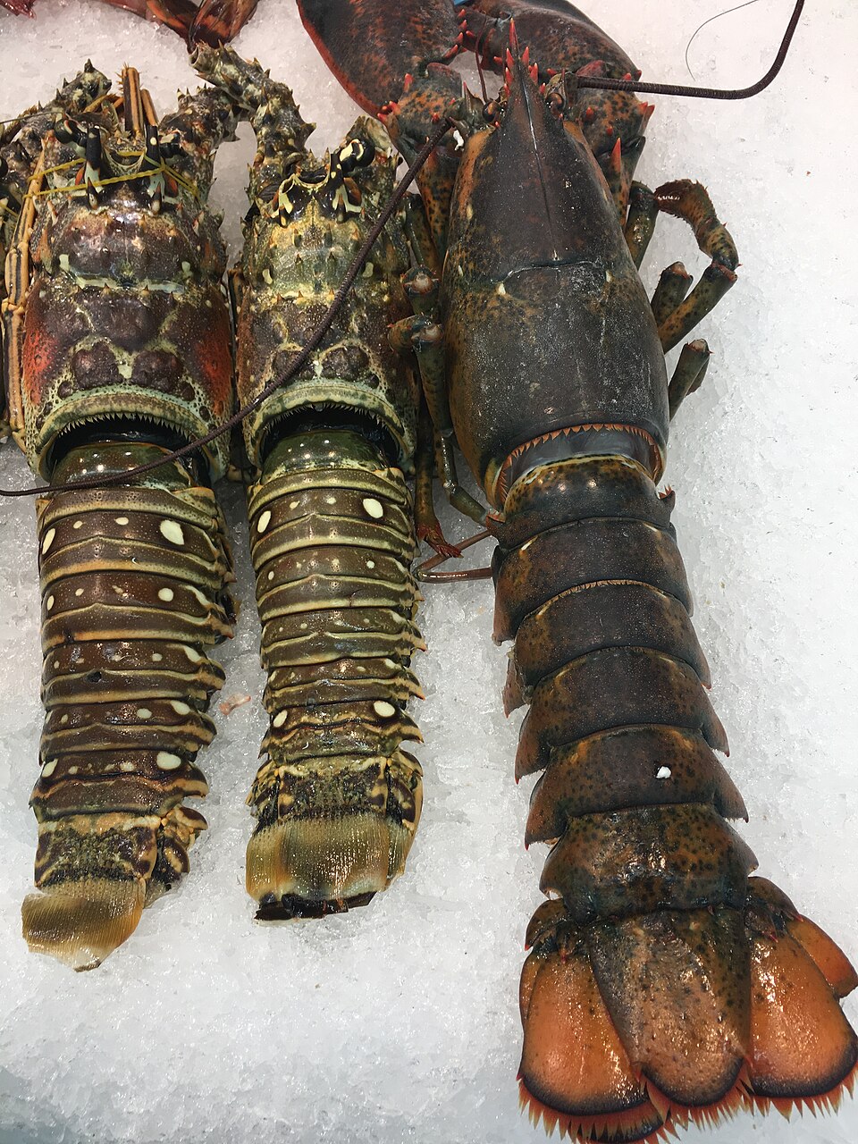 Frozen Lobster