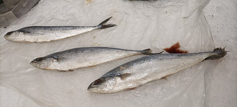 Frozen Mackerel Wholesale