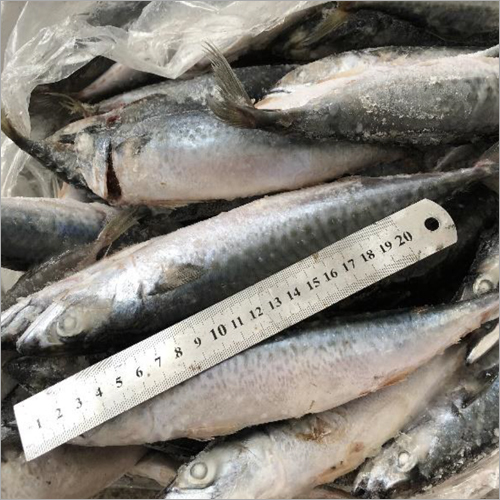 Frozen Mackerel Wholesale