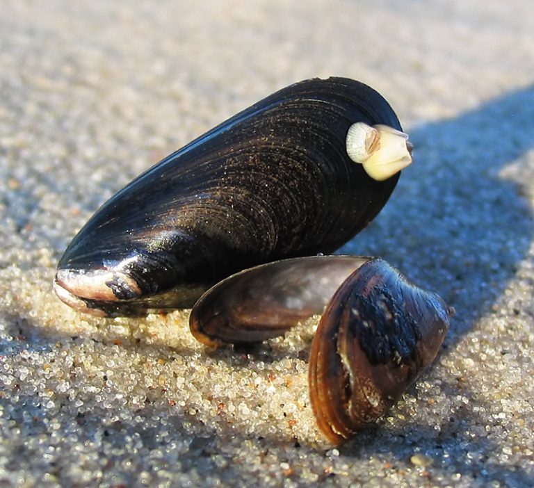 Frozen Mussels Wholesale