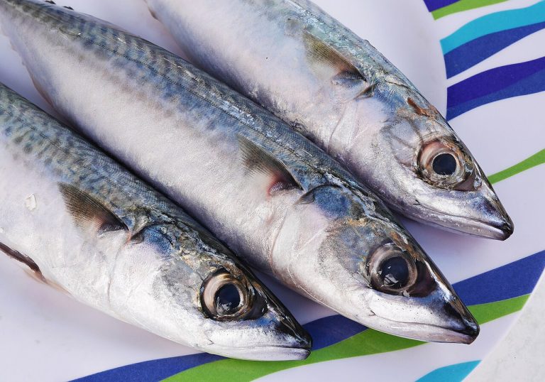 Frozen Norwegian Atlantic Mackerel Scomber Scombrus Wholesale