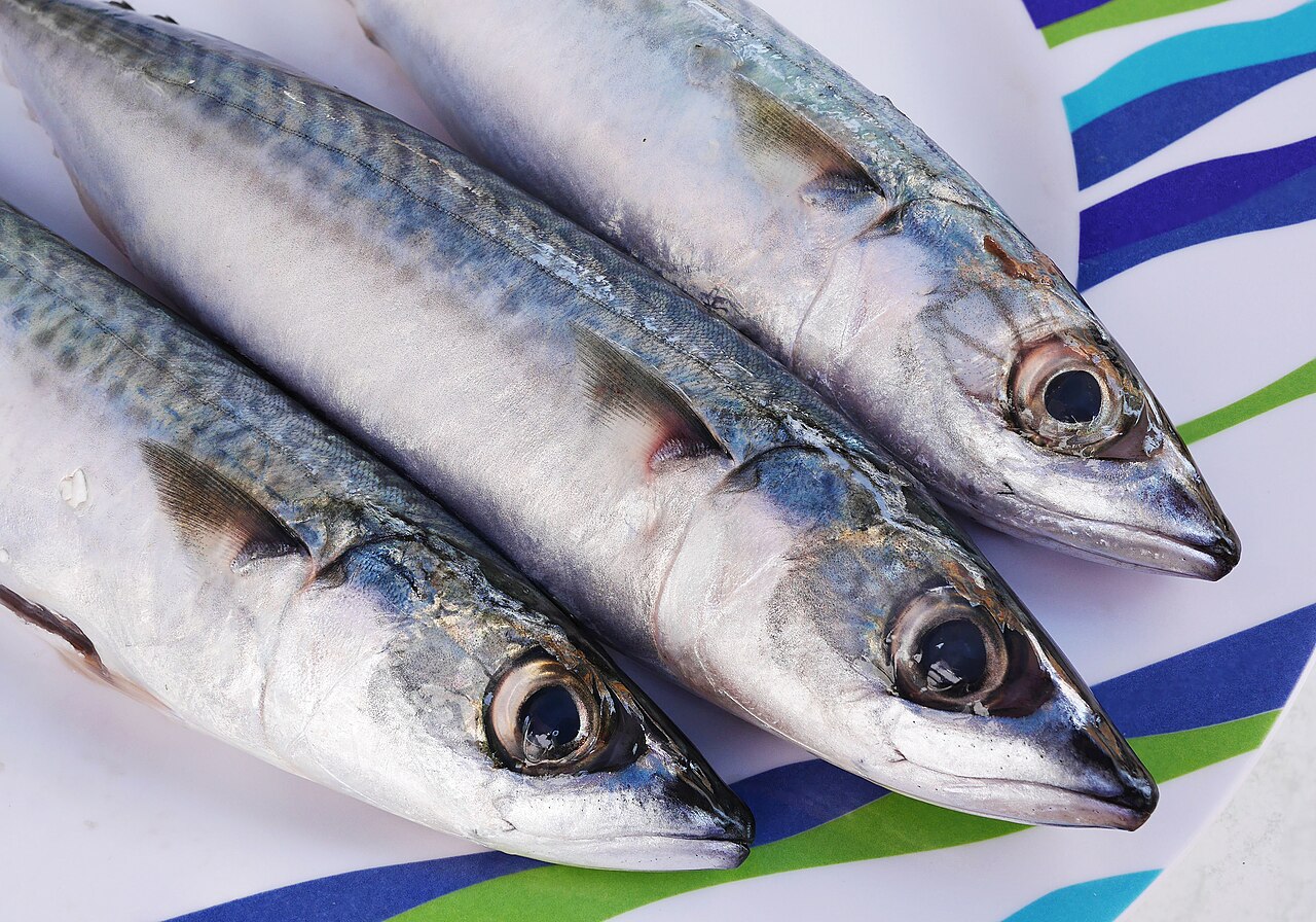 Frozen Norwegian Atlantic Mackerel Scomber Scombrus Wholesale pack for wholesale and international export