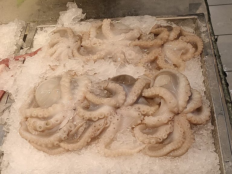 Frozen Octopus Wholesale