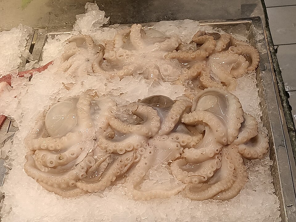 Frozen Octopus