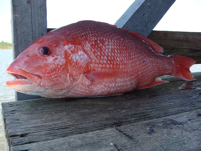 Frozen Red Snapper Whole Gutted Wholesale