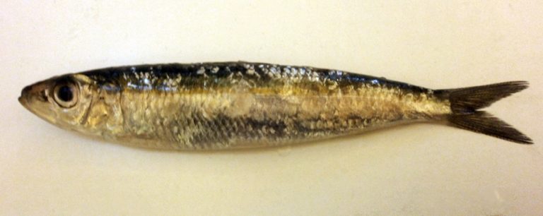 Frozen Sardinella Round Sardinella Whole Wholesale