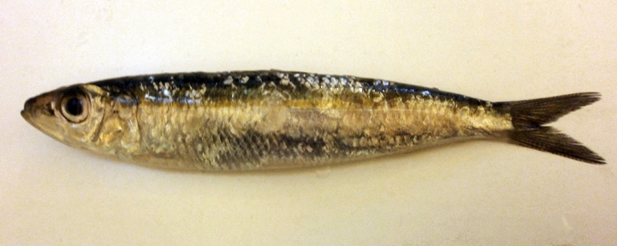 Frozen Sardinella Round Sardinella Whole Wholesale pack for wholesale and international export