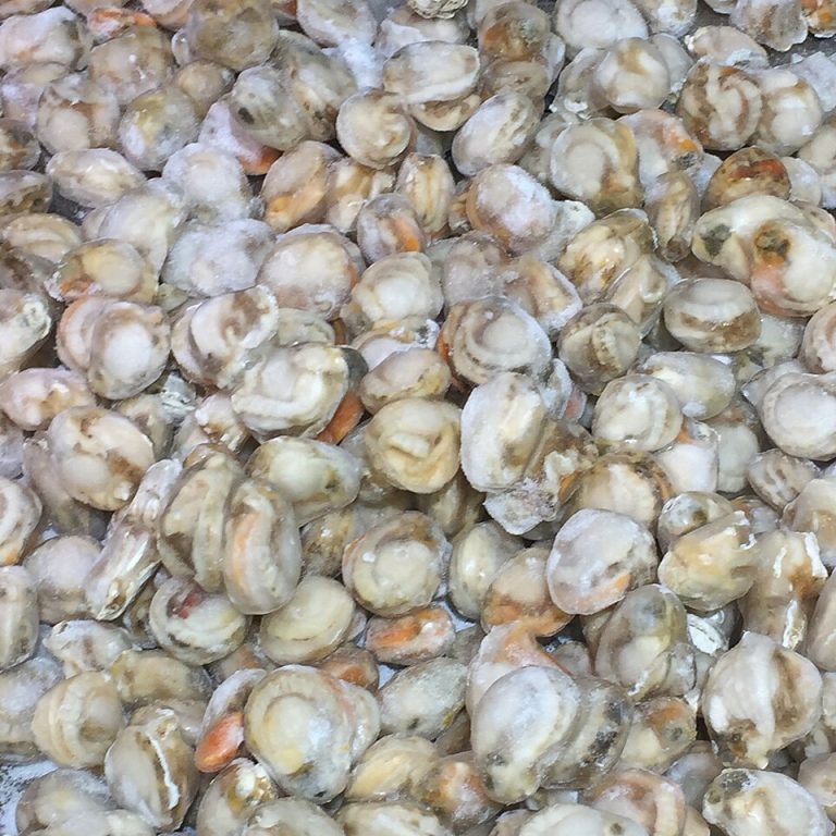 Frozen Scallops Wholesale