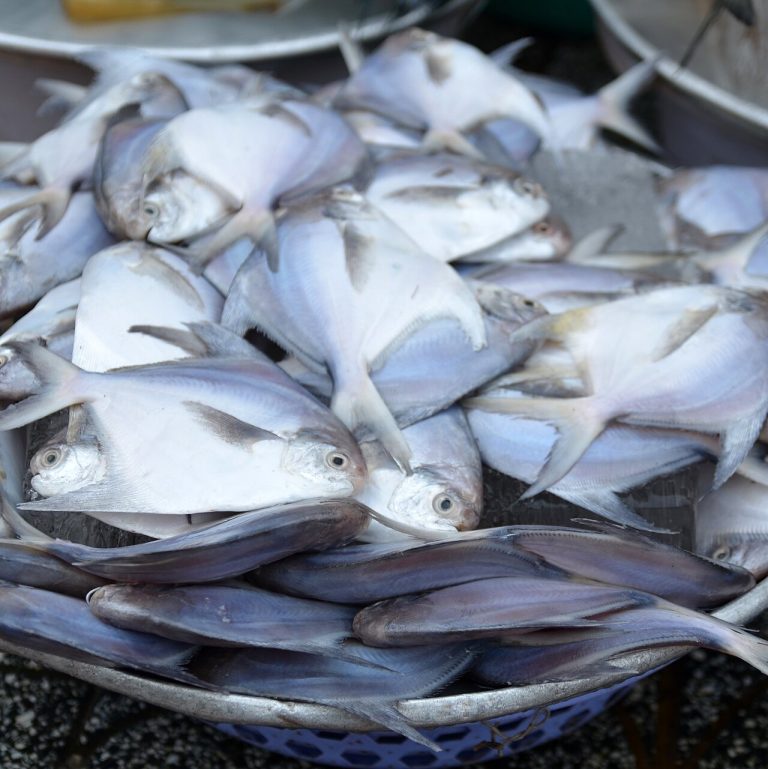 Frozen Silver Pomfret Whole Wholesale
