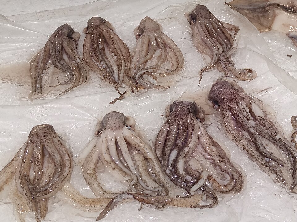 Frozen Squid