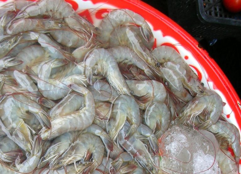 Frozen Vannamei White Shrimp Wholesale
