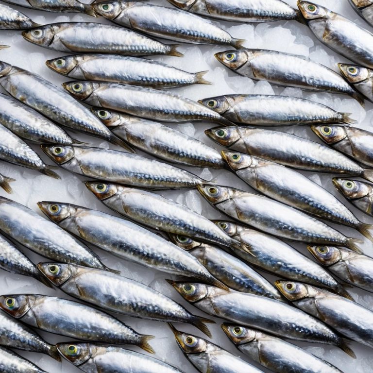 Frozen Whole Sardines Wholesale