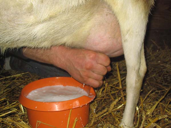 Goat Milk Wholesale pack for wholesale and international export