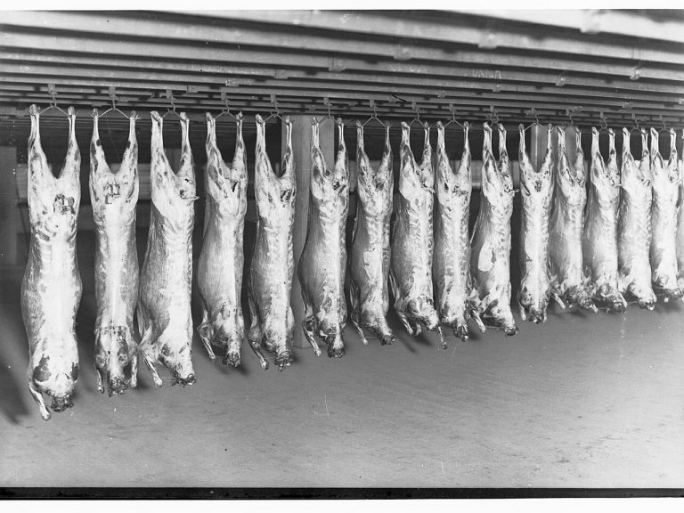 Goat Whole Carcass Wholesale