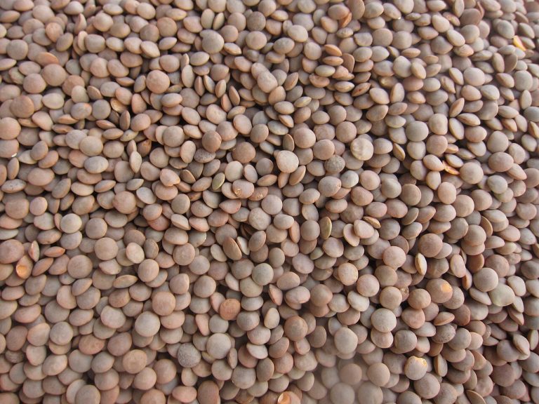 Green Lentils Wholesale