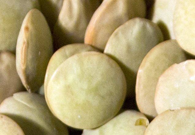 Green Lentils Wholesale