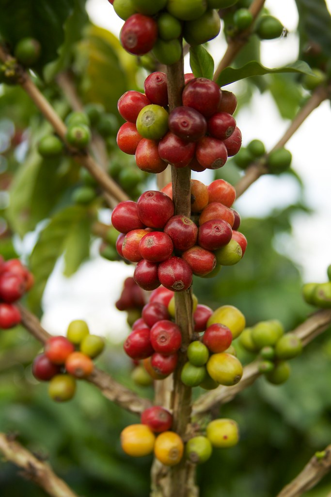 Green Robusta Coffee Beans Wholesale