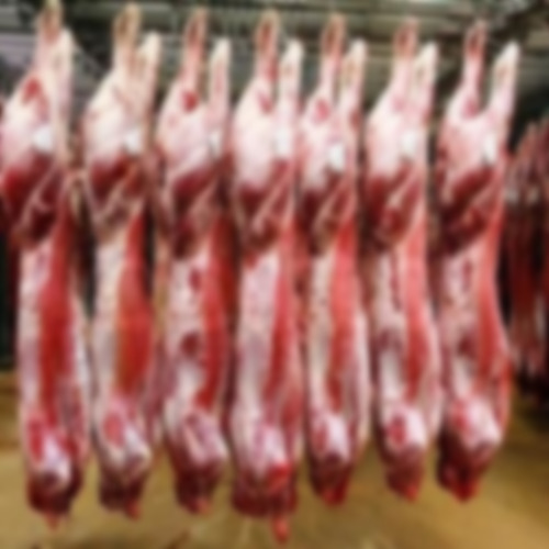 Angus Beef Carcasses for Licensed Meat Importers Wholesale
