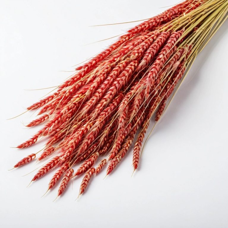 Hard Red Spring Wheat Wholesale