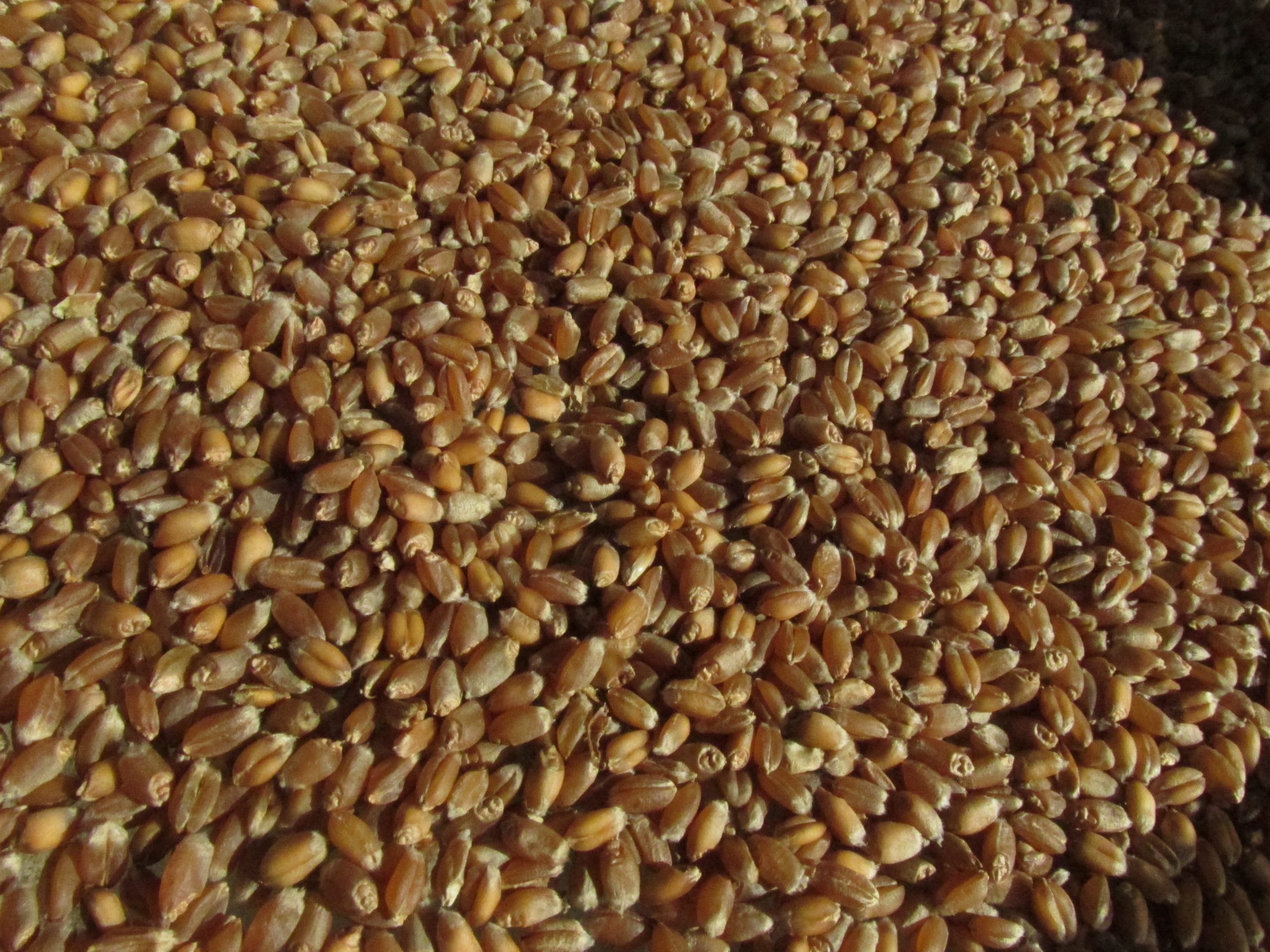 Hard Red Spring Wheat wholesale product