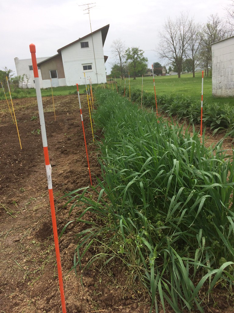 Hard Red Winter Wheat wholesale product