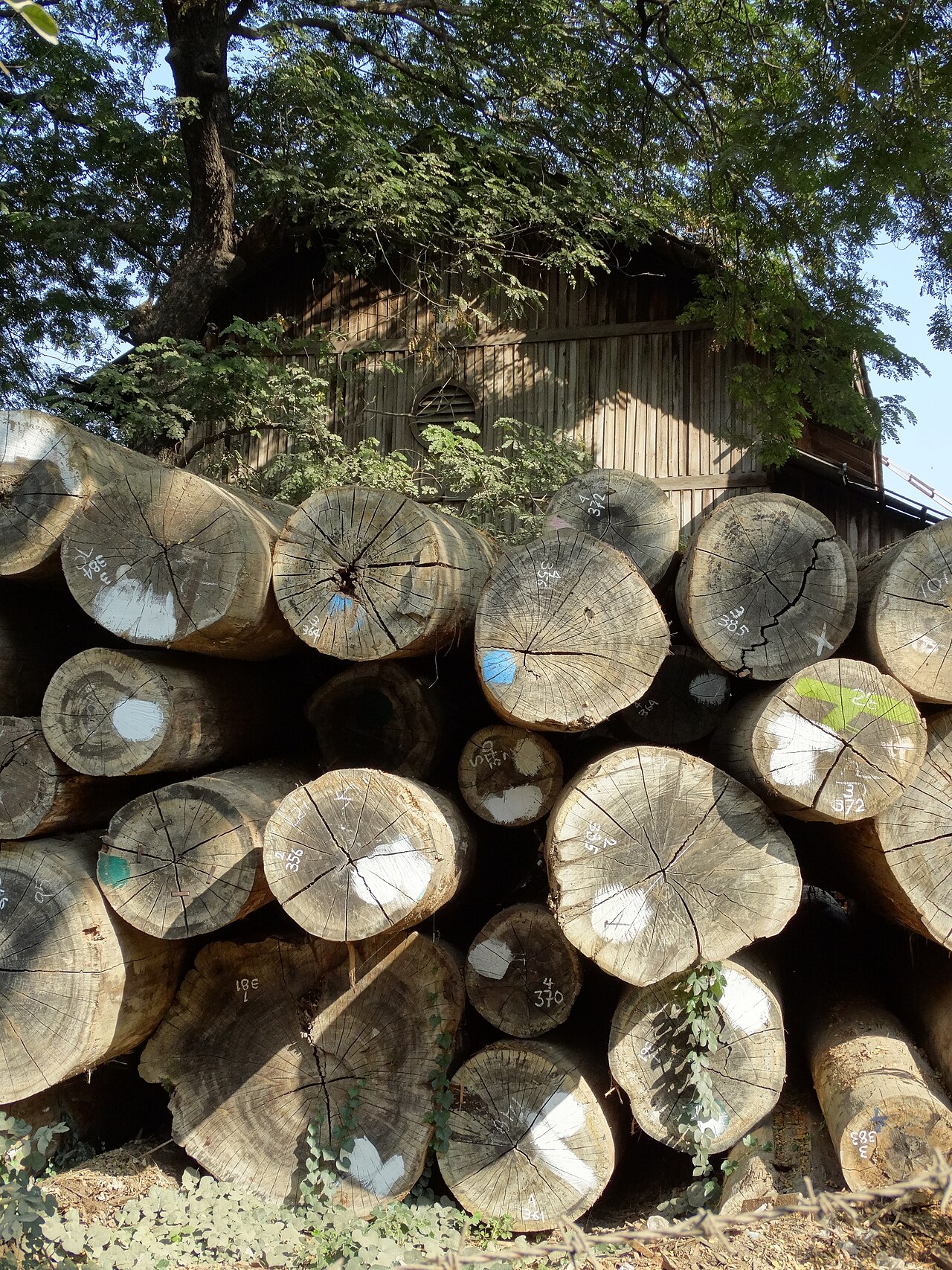 Hardwood Timber Logs wholesale timber and wood products