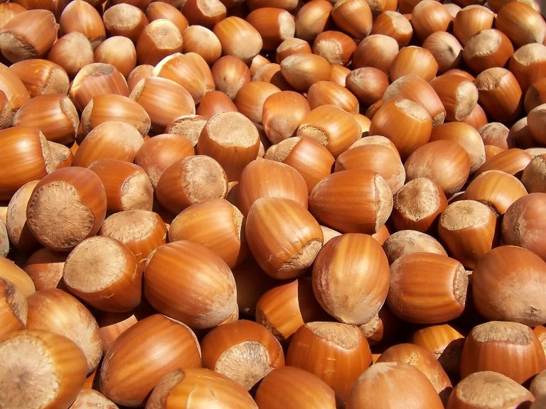 Hazelnuts Wholesale