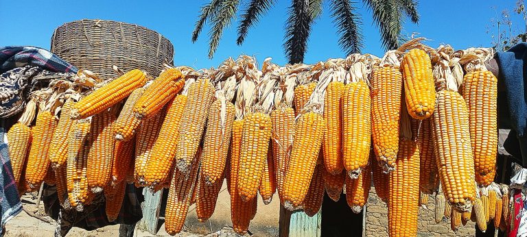Hybrid Maize Seeds for Commercial Farming Wholesale