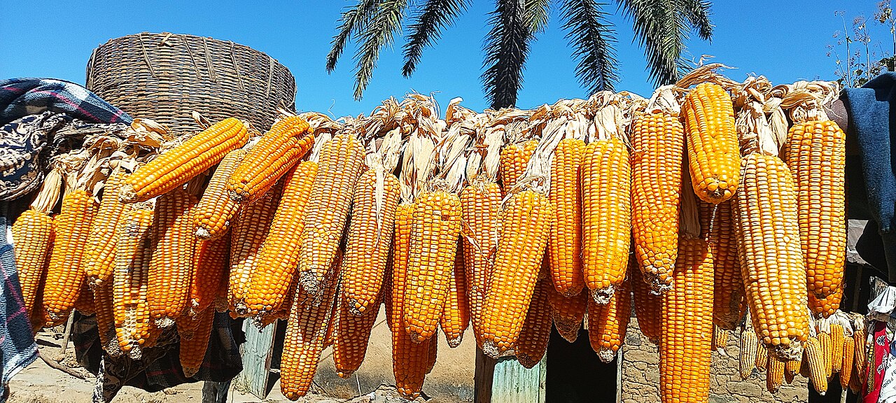 Hybrid Maize Seeds for Commercial Farming Wholesale pack for wholesale and international export