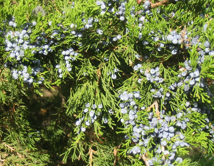 Juniper Berries wholesale product name text; no product image requested