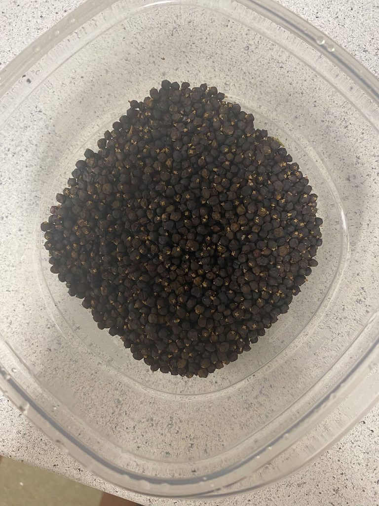 Juniper Berries Wholesale