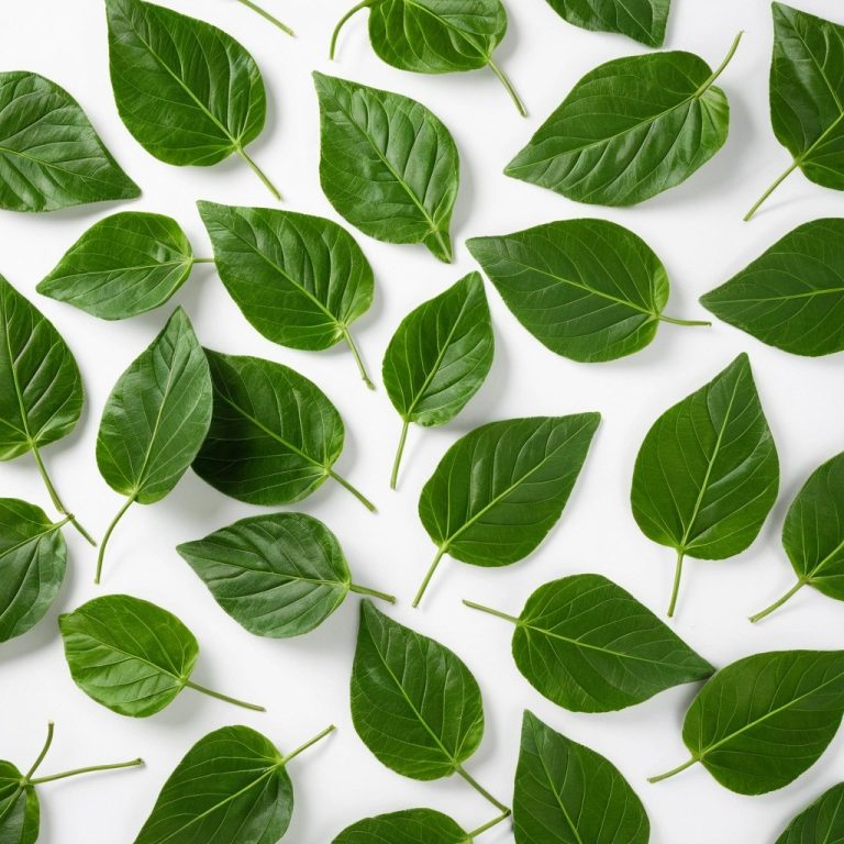 Jute Leaves Ewedu Molokhia Fresh and Frozen Wholesale